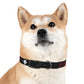 Pack Dog Collar